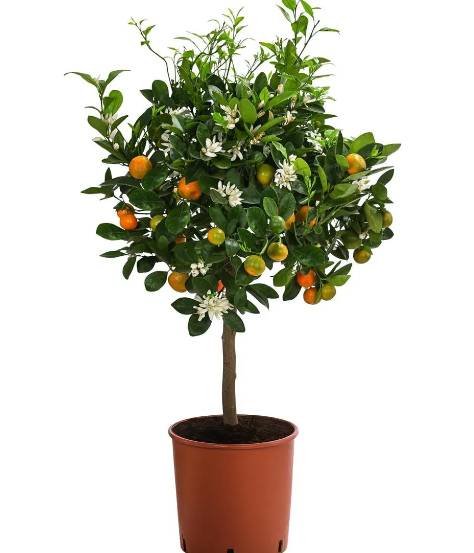 Calamondin-Orange