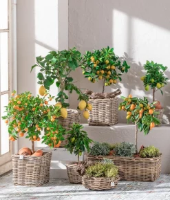 Calamondin-Orange