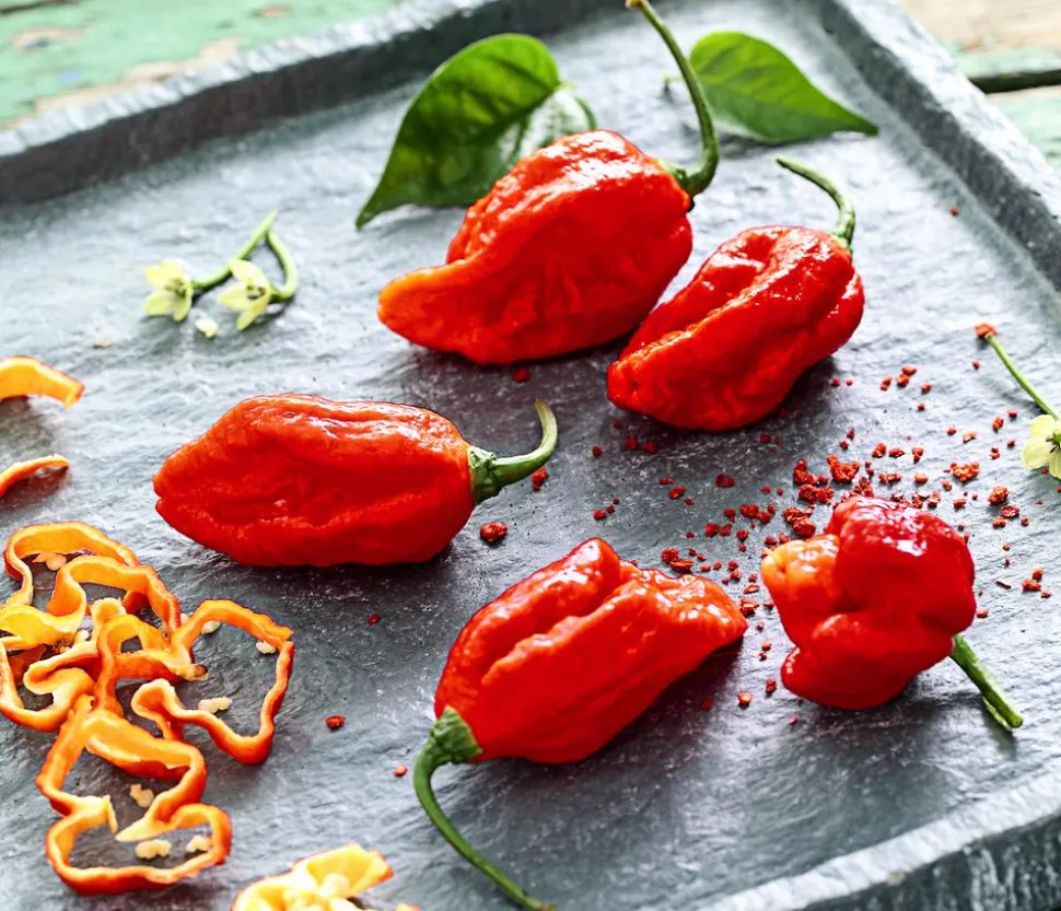 Chili 'Carolina Reaper'