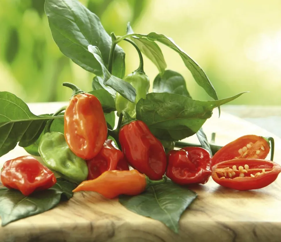 Chili 'Habanero', orange