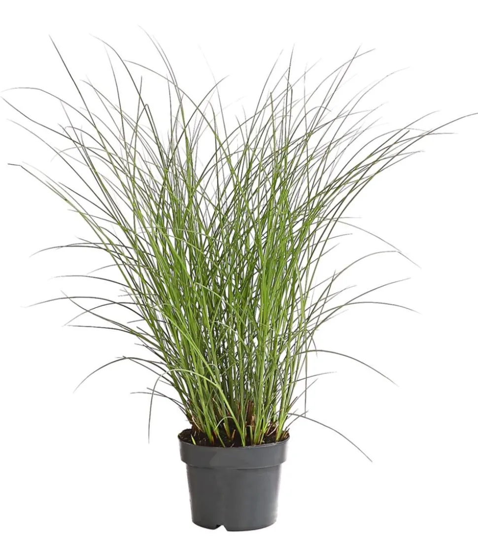 Chinaschilf 'Gracillimus'