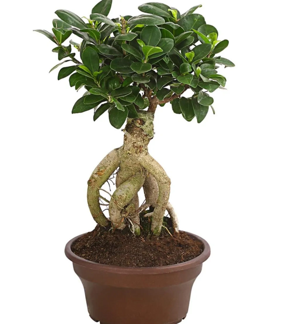 Chinesische Feige - Ficus microcarpa 'Ginseng', Schale