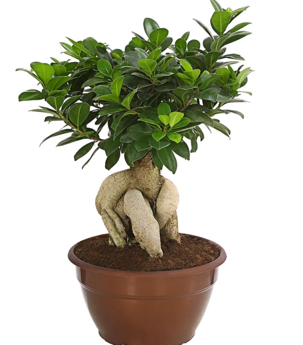 Chinesische Feige - Ficus microcarpa 'Ginseng', Schale