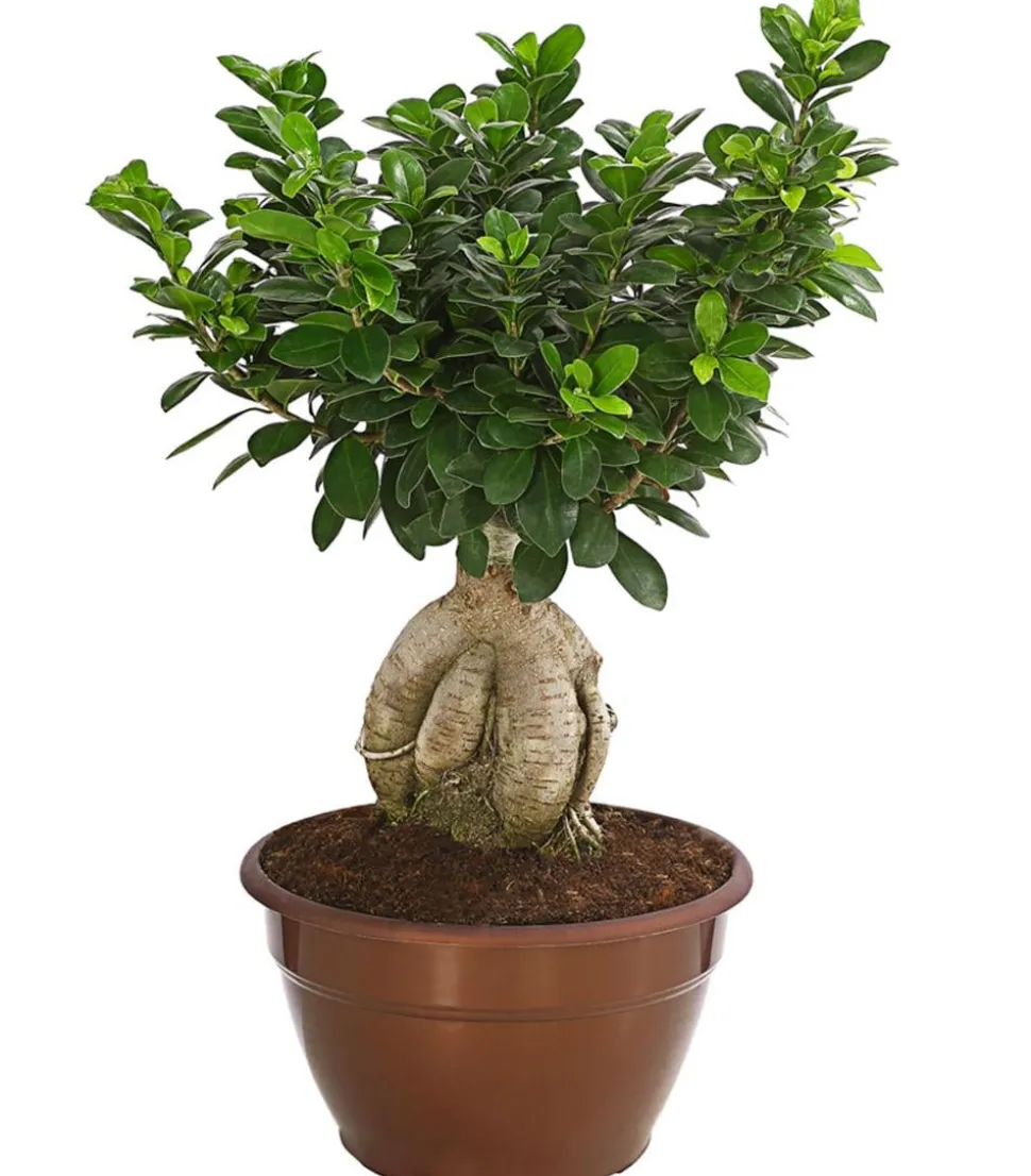 Chinesische Feige - Ficus microcarpa 'Ginseng', Schale