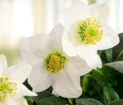 Christrose