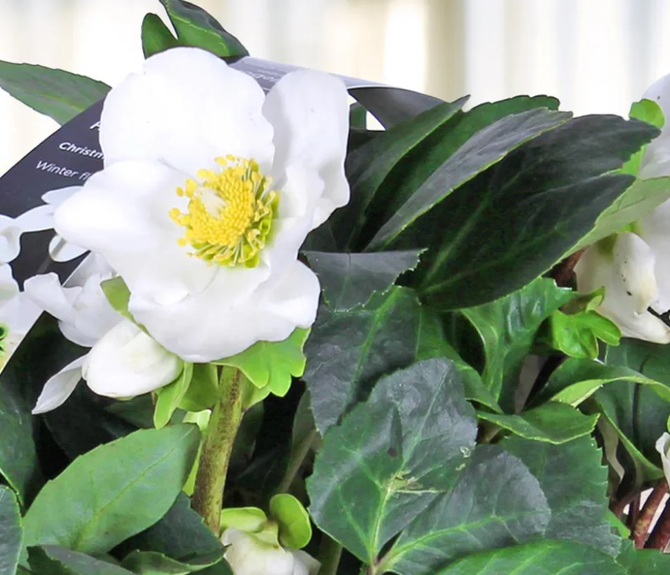 Christrose, 6er Schale