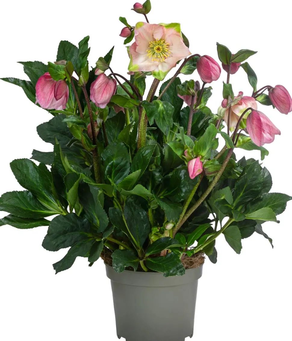 Christrose 'HGC® Winter Ballet® Katie'