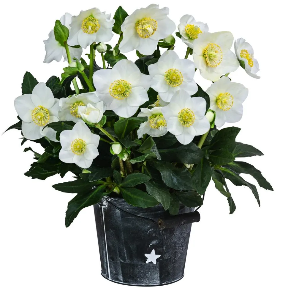 Christrose im Zinktopf