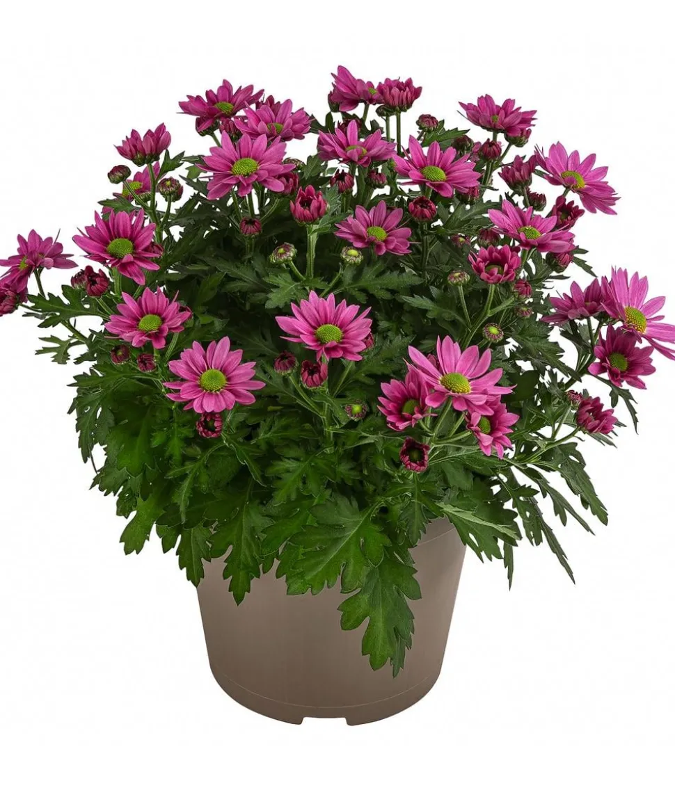Chrysantheme 'Swifty', ca. 20-30 cm, verschiedene Farben