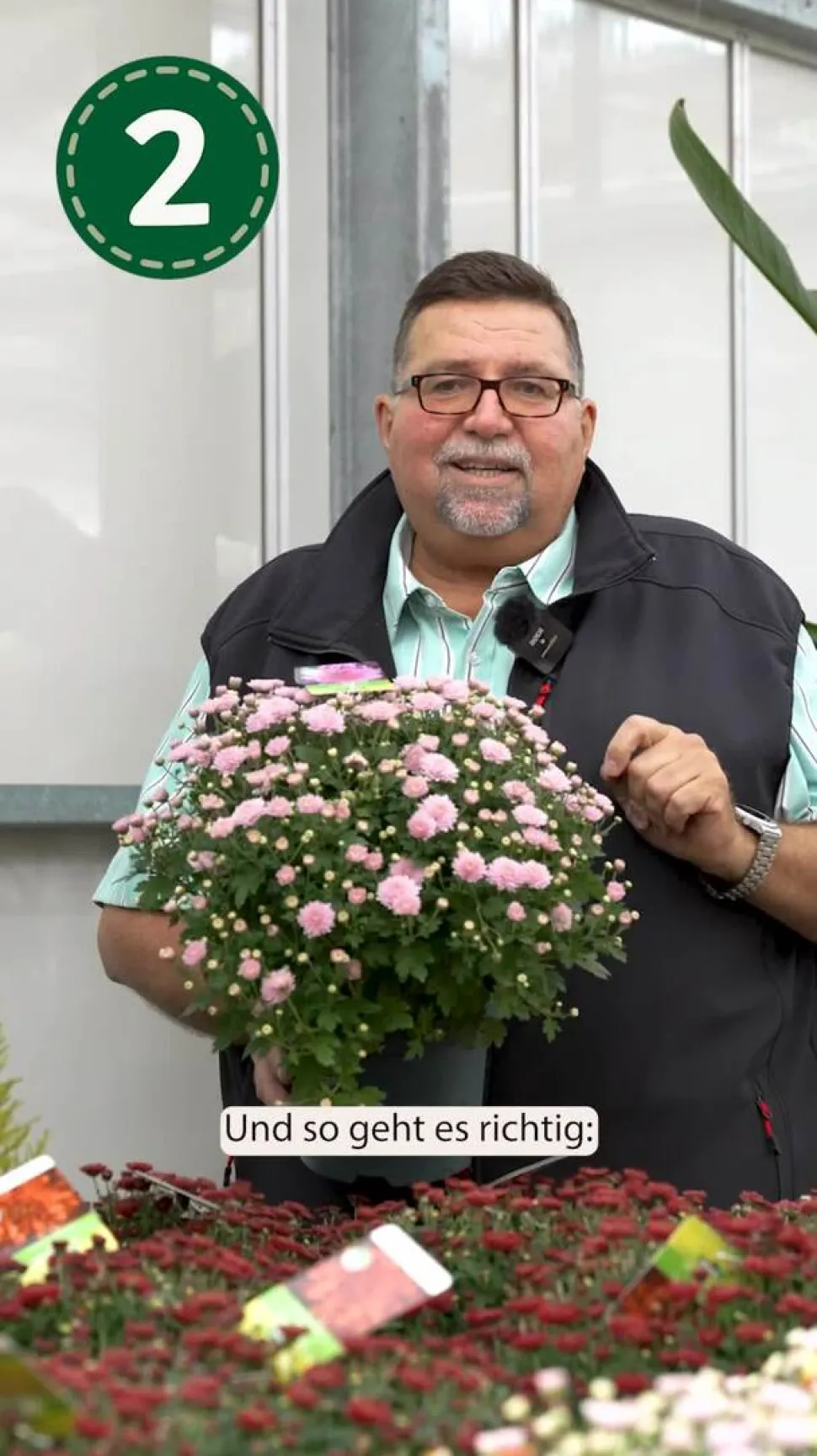 Chrysantheme 'Swifty', verschiedene Farben