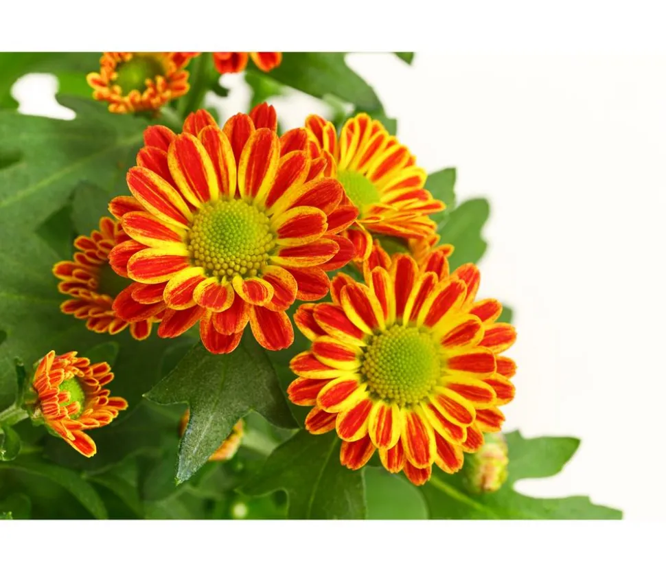 Chrysantheme 'Swifty', verschiedene Farben