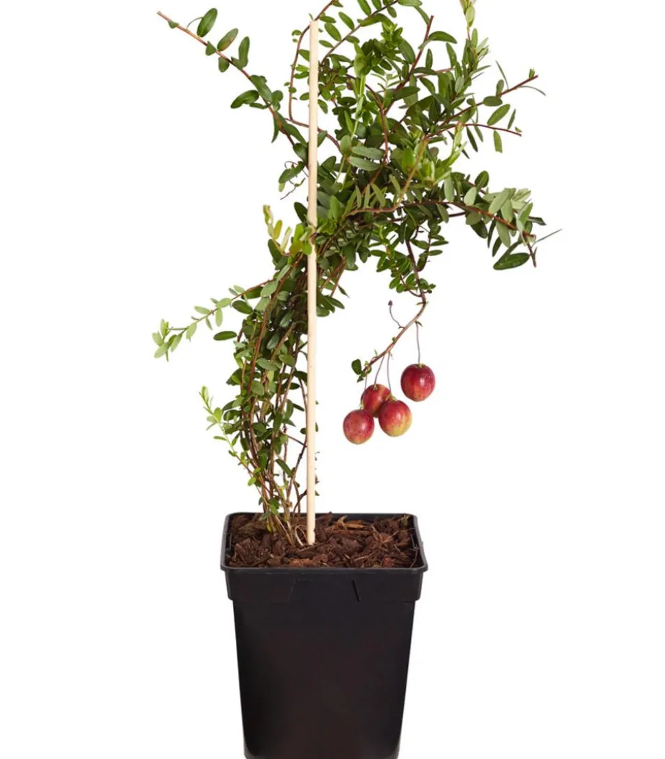 Cranberry 'Cranny'