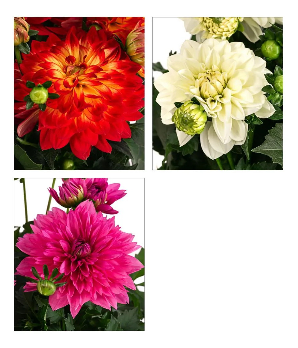 Dahlie, verschiedene Farben