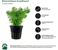 Dehner Aqua Aquarienpflanzen-Set Mittelgrundbepflanzung 228, 3-teilig