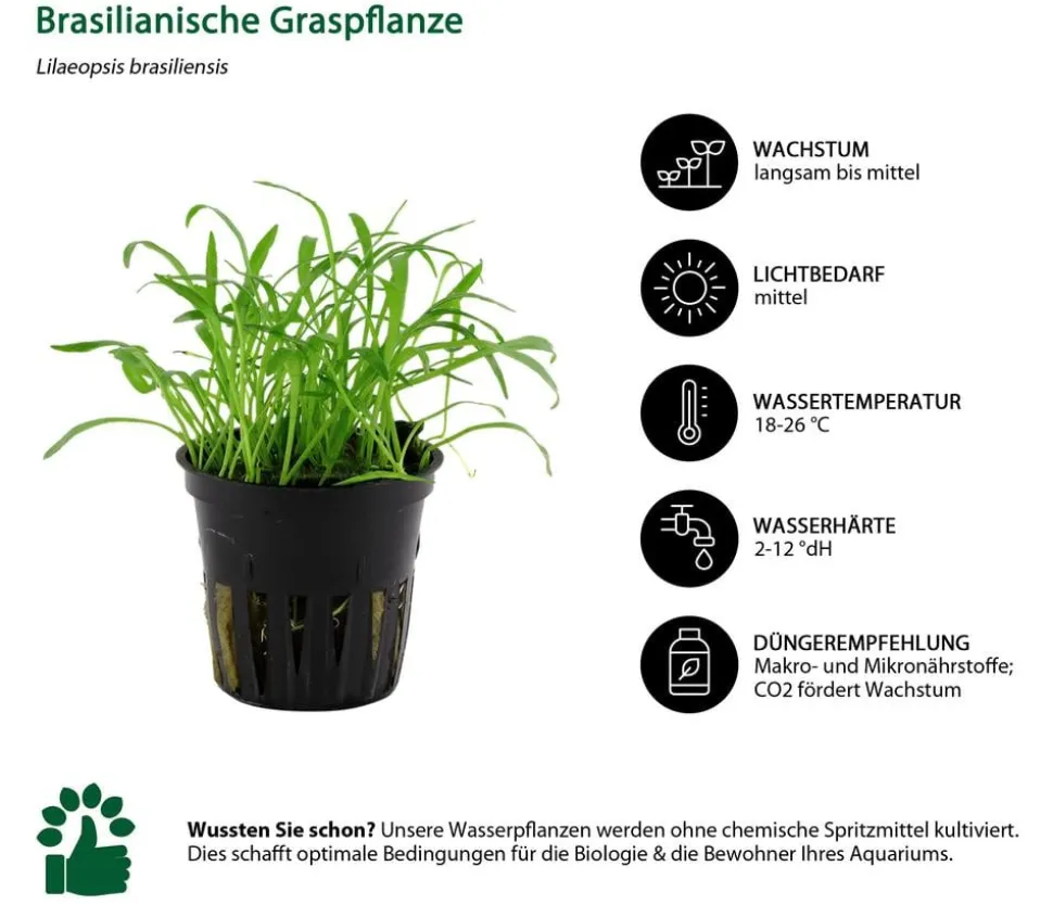 Dehner Aqua Aquarienpflanzen-Set Vordergrundbepflanzung 226, 3-teilig
