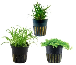 Dehner Aqua Aquarienpflanzen-Set Vordergrundbepflanzung 226, 3-teilig