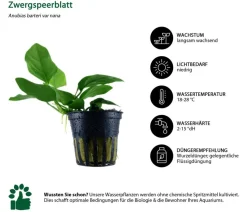 Dehner Aqua Aquarienpflanzen-Set Anubias 242, 3-teilig
