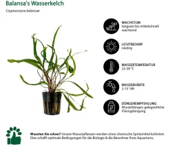 Dehner Aqua Aquarienpflanzen-Set Einsteiger 236, 3-teilig