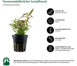 Dehner Aqua Aquarienpflanzen-Set Mittelgrundbepflanzung 205, 5-teilig