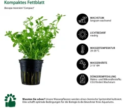 Dehner Aqua Aquarienpflanzen-Set Mittelgrundbepflanzung 229, 3-teilig