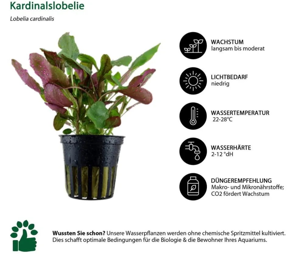 Dehner Aqua Aquarienpflanzen-Set Mittelgrundbepflanzung 229, 3-teilig