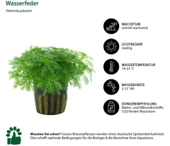 Dehner Aqua Aquarienpflanzen-Set Vordergrundbepflanzung 201, 5-teilig