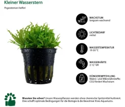 Dehner Aqua Aquarienpflanzen-Set Vordergrundbepflanzung 202, 5-teilig