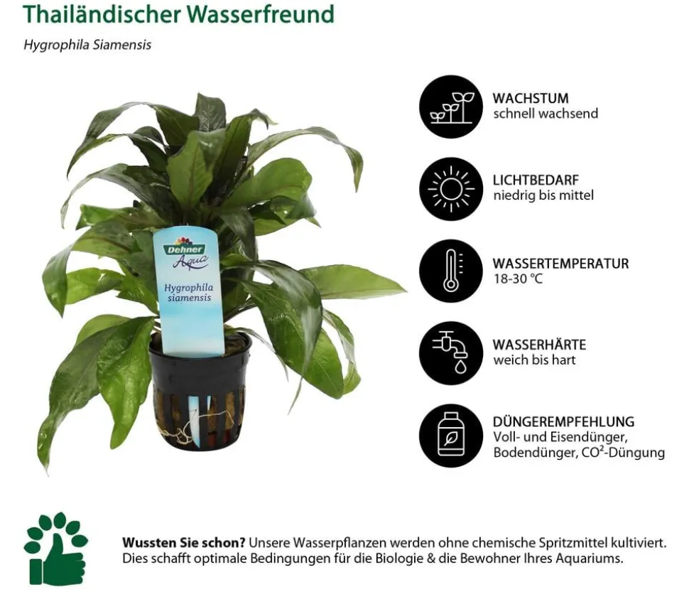 Dehner Aqua Aquarienpflanzen-Set für 80 Liter-Aquarien Einsteiger, 14-teilig