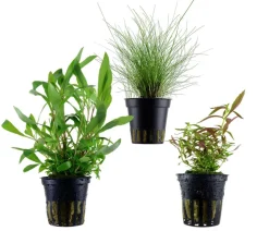 Dehner Aqua Aquarienpflanzen-Set bunter Topf 217, 5-teilig