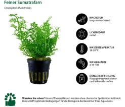 Dehner Aqua Aquarienpflanzen-Set Hintergrundbepflanzung 232, 3-teilig