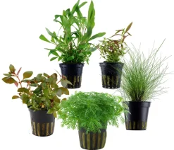 Dehner Aqua Aquarienpflanzen-Set Einsteiger, 210 5-teilig