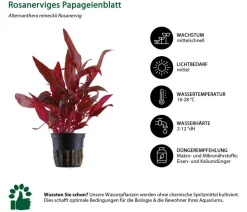 Dehner Aqua Aquarienpflanzen-Set Einsteiger 211, 5-teilig