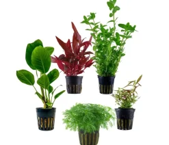 Dehner Aqua Aquarienpflanzen-Set Einsteiger 211, 5-teilig