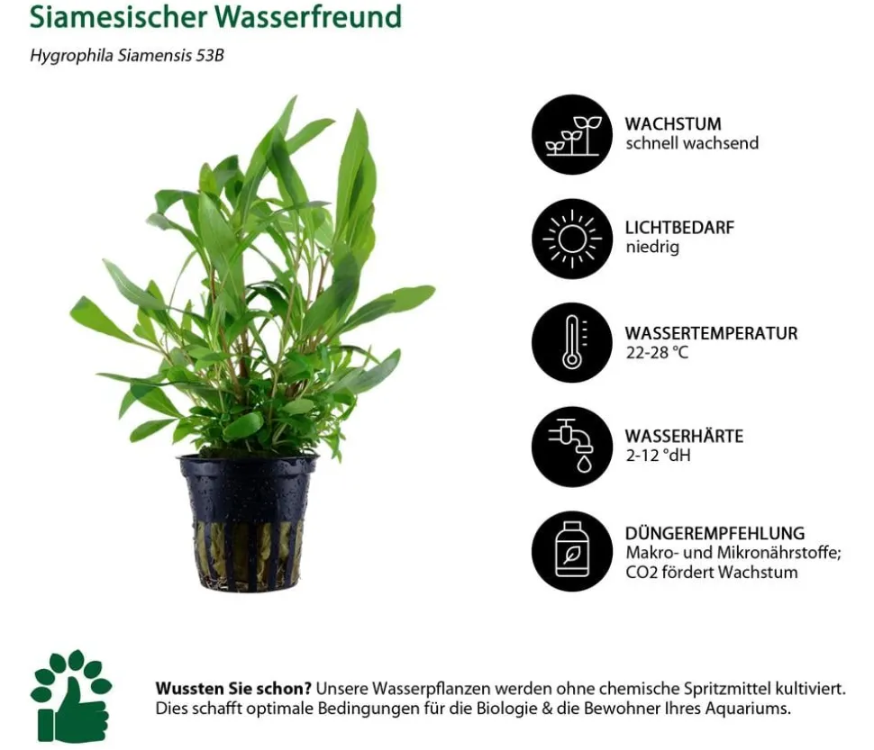 Dehner Aqua Aquarienpflanzen-Set Einsteiger 234, 3-teilig