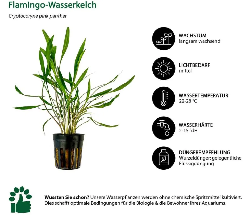 Dehner Aqua Aquarienpflanzen-Set Mittelgrundbepflanzung 230, 3-teilig