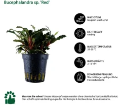 Dehner Aqua Aquarienpflanzen-Set Vordergrundbepflanzung 227, 3-teilig