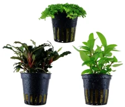 Dehner Aqua Aquarienpflanzen-Set Vordergrundbepflanzung 227, 3-teilig