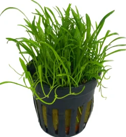 Dehner Aqua Brasilianische Graspflanze - Lilaeopsis brasiliensis