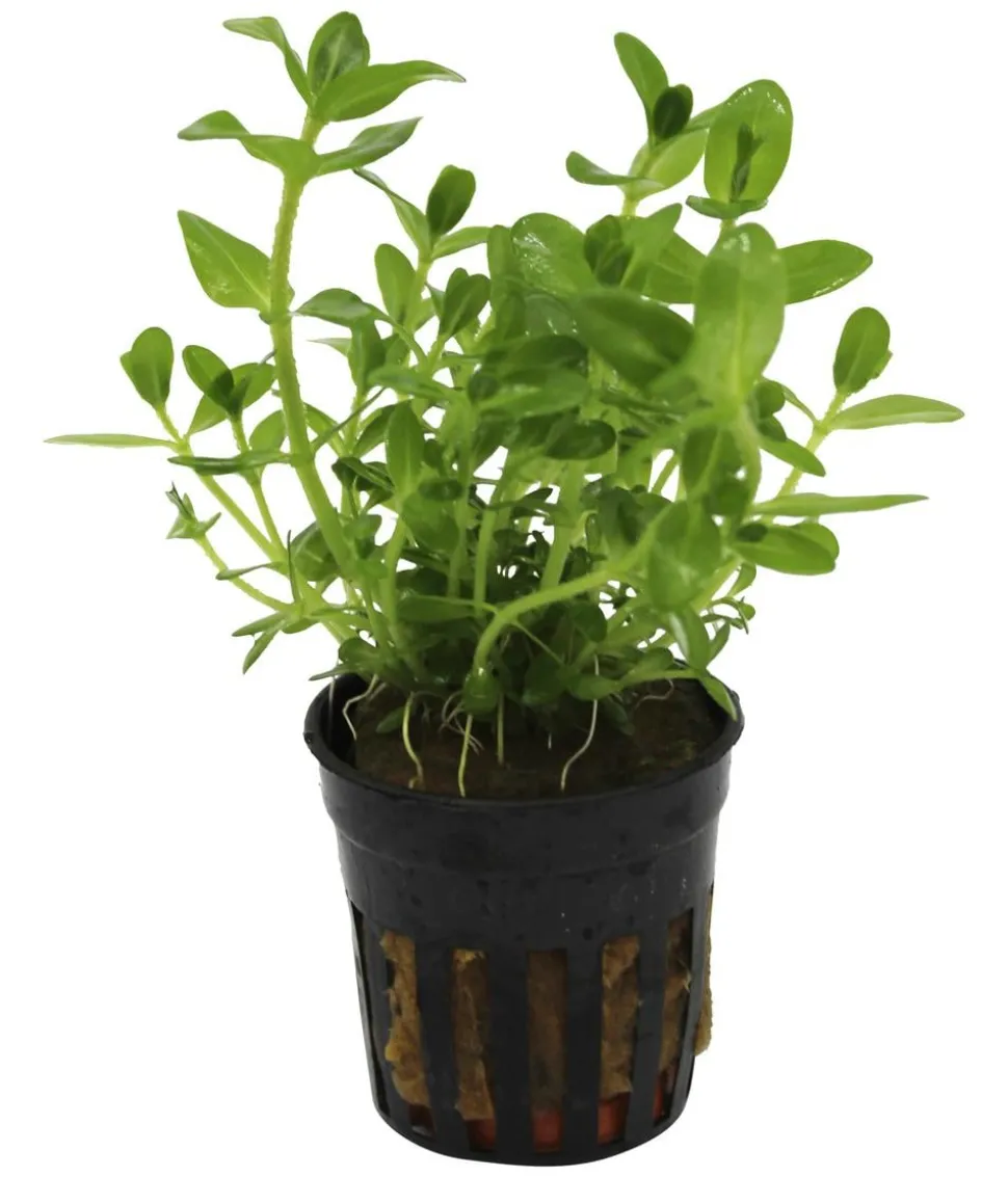 Dehner Aqua Carolina-Fettblatt - Bacopa caroliniana