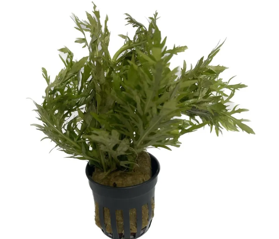 Dehner Aqua Indischer Wasserwedel - Hygrophila difformis