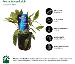 Dehner Aqua Petchs Wasserkelch - Cryptocoryne Petchii