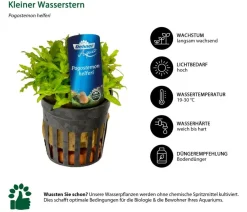 Dehner Aqua Premium Aquarienpflanzen-Set für JUWEL® AQUARIUM Lido 120 LED, 18-teilig