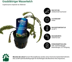 Dehner Aqua Premium Aquarienpflanzen-Set Cryptocorynen-Mix, 10-teilig