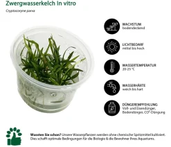 Dehner Aqua Premium Aquarienpflanzen-Set Vordergrund- & Bodendeckerpflanzen In vitro, 10-teilig