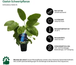 Dehner Aqua Premium Aquarienpflanzen-Set Premium, 15-teilig