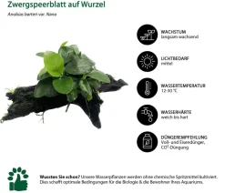 Dehner Aqua Premium Aquarienpflanzen-Set für JUWEL® AQUARIUM Rio 180 LED, 37-teilig