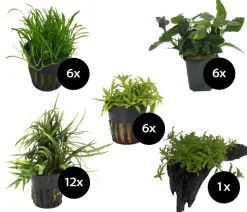 Dehner Aqua Premium Aquarienpflanzen-Set für JUWEL® AQUARIUM Rio 180 LED, 37-teilig