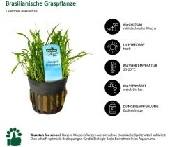 Dehner Aqua Premium Aquarienpflanzen-Set für Dehner Aqua Premium ProLine 100, 31-teilig