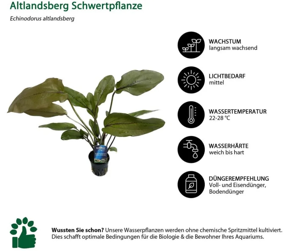 Dehner Aqua Premium Aquarienpflanzen-Set Echinodorus-Mix, 8-teilig