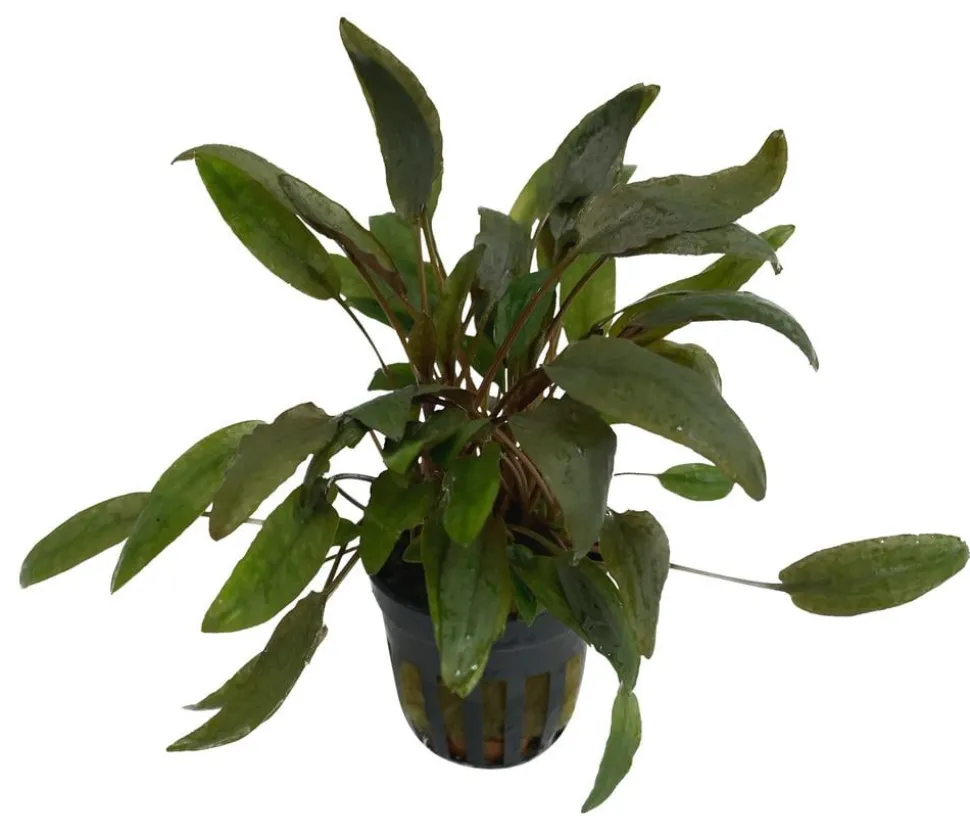 Dehner Aqua Premium Beckett´s Wasserkelch - Cryptocoryne beckettii